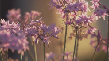 Obituary of Isabel Sandoval