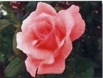 Obituary of Mary Lee Bowles