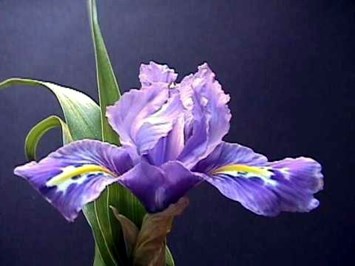 Obituary of Iris V. Marrero-Núñez