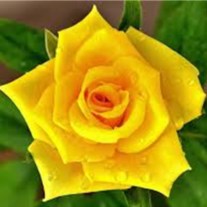 Obituary of Marilyn Elaine Solt