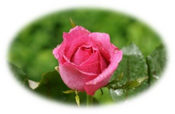 Obituary of Carol Bremer