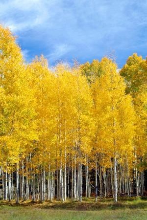 Obituary of Ruth Pauline Gallant