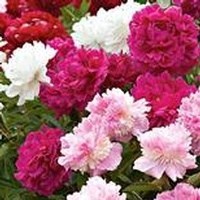 Obituary of Bernice Jennell Still