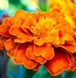 Obituary of Carrie Elizabeth Staples