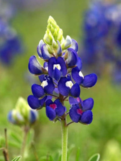 Obituary of Glenn R. Strange