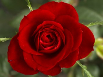 Obituary of Billie Ruth Smith Brumley