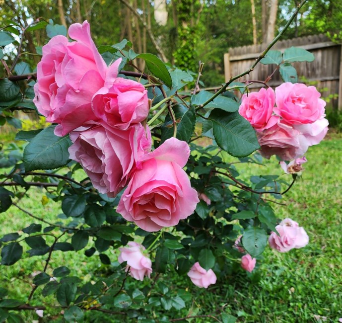 Obituary of Blondine Crane