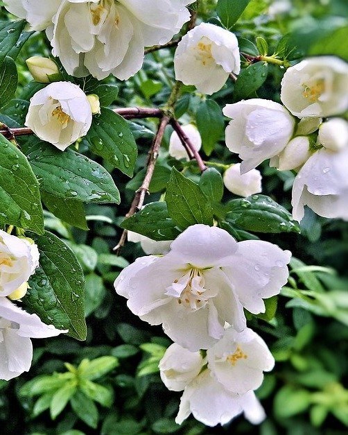 Obituary of Leslie Mary Coull