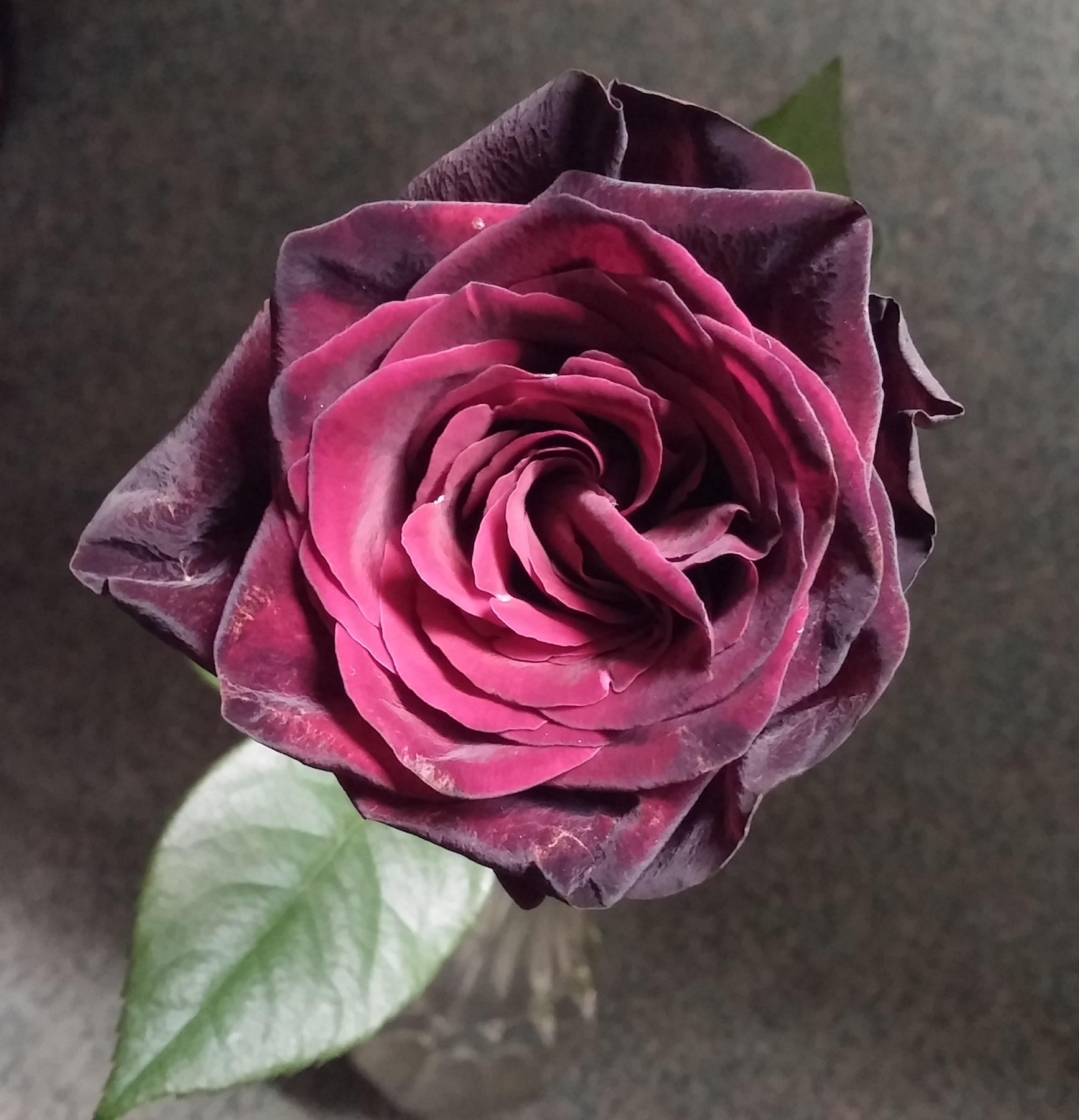 Obituary of Carol Jean Judd