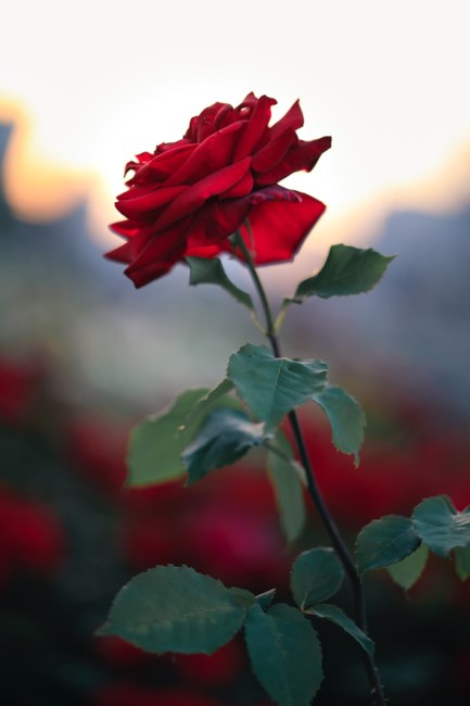 Obituary of Dennis Michael Knea