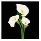 Obituary of Alma Leticia Carr