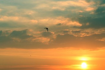 Obituary of Joseph Coppola