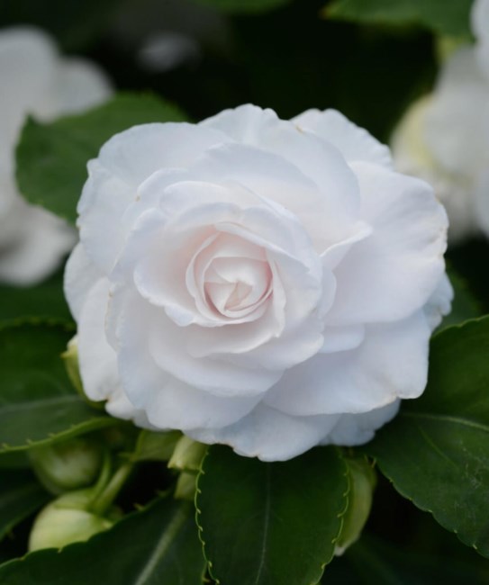 Obituary of Eileen Vera Anderson