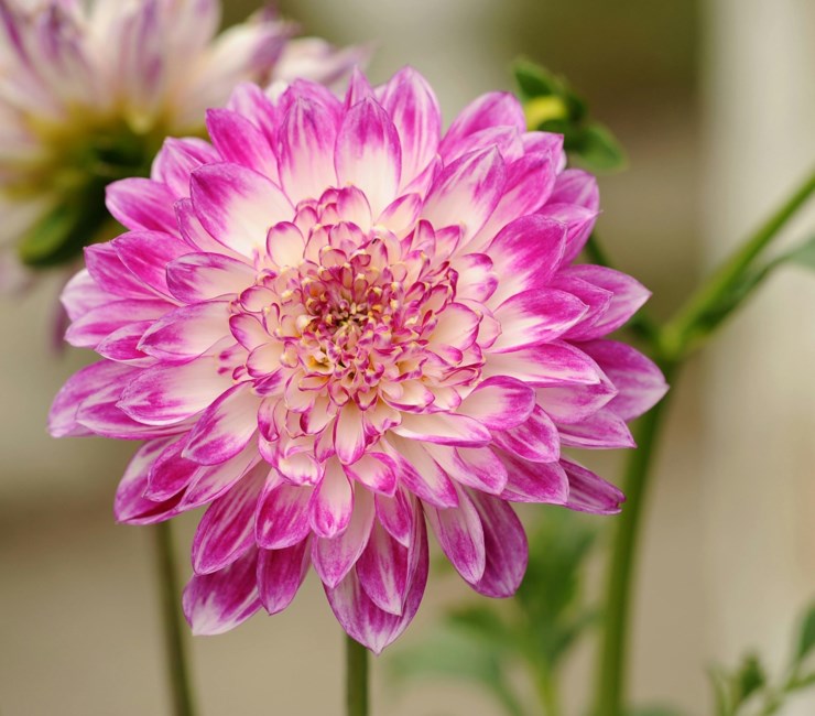 Obituary of Joyce Blanton Geer