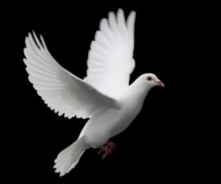 Avis de décès de Mary Imogene Davidson