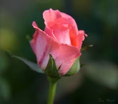 Obituary of Anna Marie (Di Meo) Riedel