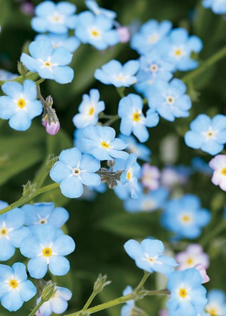 Obituary of Michael Joeseph Leslie Fedell