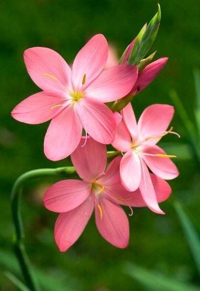 Obituario de Debbie Sue Rutherford