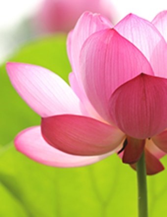 Obituary of Lynn Kristine Nix-Furse
