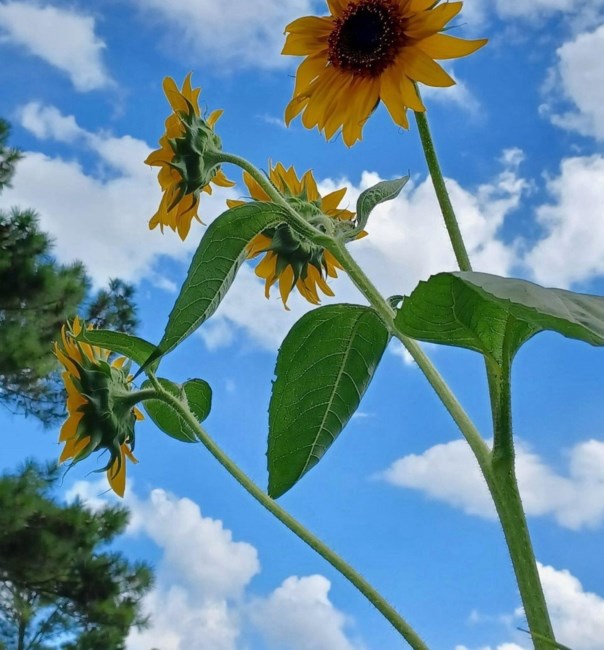 Obituary of Francis Lawrence Huse