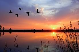 Obituary of William Winston Harris