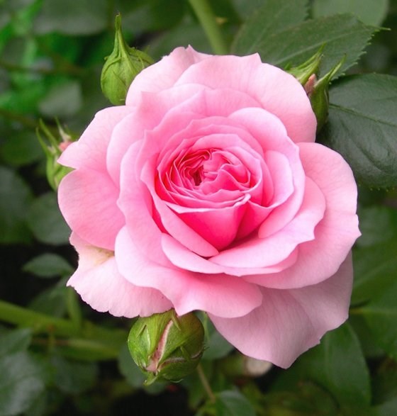 Obituary of Grace Janice Lark