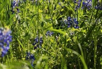 Obituary of Andrew F. Andow