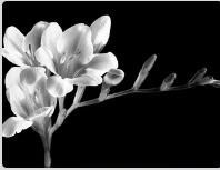 Obituary of Ruby Johnson Michler