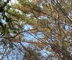 Claude Rigney Obituary - Pelham, AL