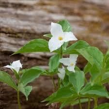 Obituary of Yuk Sim Lee