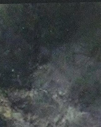 Louise Rizzi Obituary - San Jose, CA