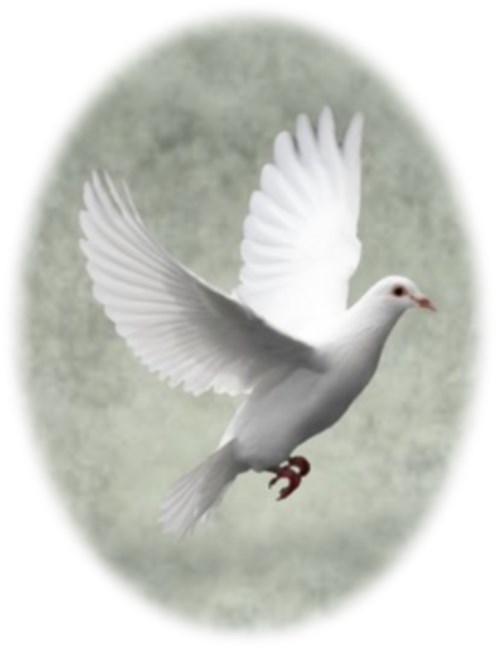 Obituary of Patrick Morrissey