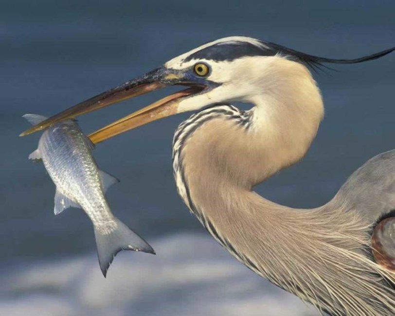 Obituary of Richard "Moe" Henry MOE