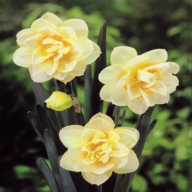 Obituary of Kenneth Fensler