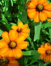 Obituary of Donald Lee Fox