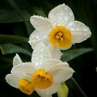 Obituary of Mickey Ray Alexander