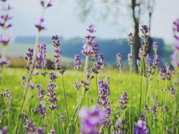 Obituary of Betty Lou Reeves