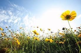 Avis de décès de Veronica Elizabeth Ellen Reid