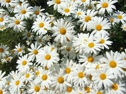 Obituary of Beverly Jean Fuller