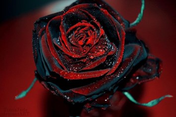 Obituary of Sean Patrick Graves