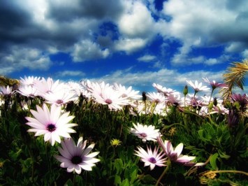 Obituary of Michel Ann Huntley