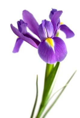 Obituary of Laura Steen
