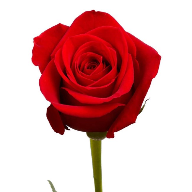 Obituary of Betty Jean Stafford