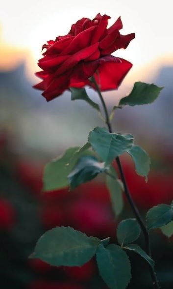 Obituary of David Gene Montgomery