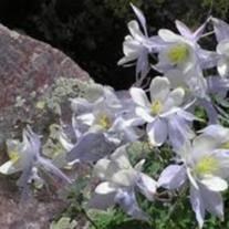 Obituary of James Alan Knight