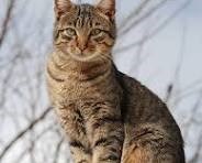 Avis de décès de Pamella J Parshley