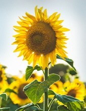 Obituary of Patricia Joiner Oxner