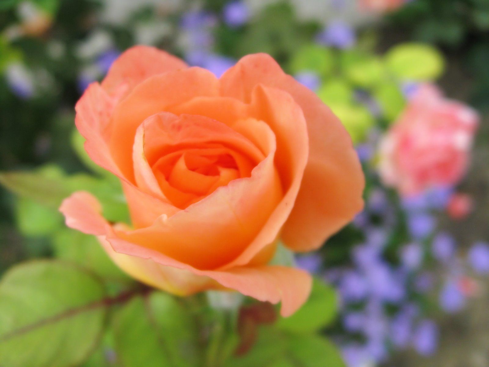 Marie Kelly Obituary - Charlotte, NC