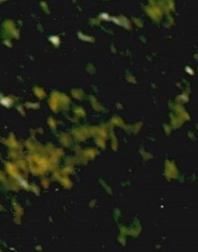 Hayes Obituary Louisville, KY