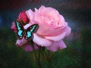 Obituary of Mildred Eve